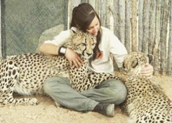 Vahşi hayvanları koruma görevlisi Lisa ile çitalar arasındaki dostluk