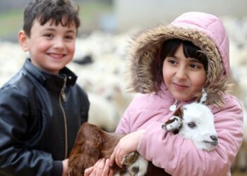 Minikler kuzuların anneleriyle buluşmasına tanık oluyor