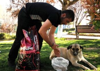 Kedi ve köpek maması getirene bedava portre çiziyor