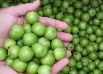 Silifke’de erik hasadı başladı