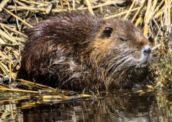Esrarengiz fareler Ağrı Dağı’nı sevdi