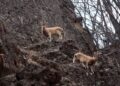 Munzur Vadisi’nde yaban keçileri görüntülendi