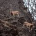 Munzur Vadisi’nde yaban keçileri görüntülendi
