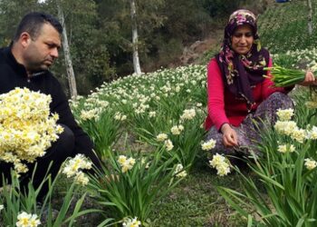 Bahçesini güzelleştirmek için ektiği nergisler gelir kapısı oldu