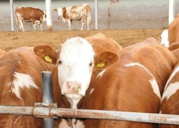 Sığır yetiştirene ve sertifikalı tohum kullanana 100 bin lira faizsiz kredi