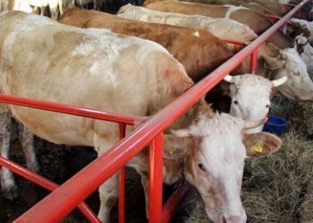 Hayvancılık desteği köyleri canlandıracak