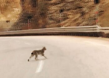 Yol kenarına inen vaşak cep telefonu ile görüntülendi