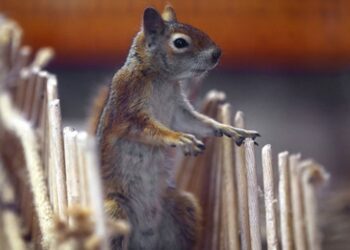 Fındık ve “Duman” hayvanat bahçesinin neşe kaynağı