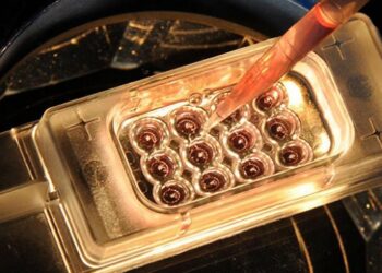 Laboratuvar ortamında ilk kez insan yumurtası geliştirildi