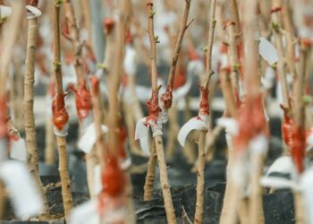 Çeşme Yarımadası’nda sakız ağaçları yeniden canlandırılıyor