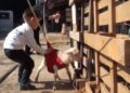 Manisalı Akçam ailesi, felçli kuzuya özenle bakıyor