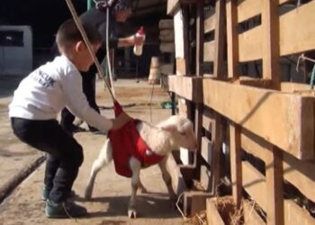 Manisalı Akçam ailesi, felçli kuzuya özenle bakıyor