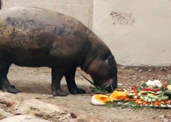 Cüce su aygırı “Mela”ya doğum günü sürprizi