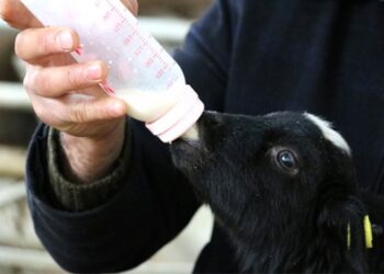 Siirt Üniversitesindeki kuzulara özenle bakılıyor