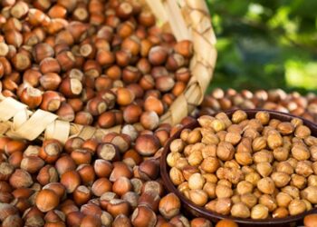 143 bin ton fındık ihracatından 809 milyon gelir sağlandı