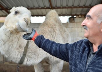 Badem ve “Sakız” adını verdiği develerine çocukları gibi bakıyor