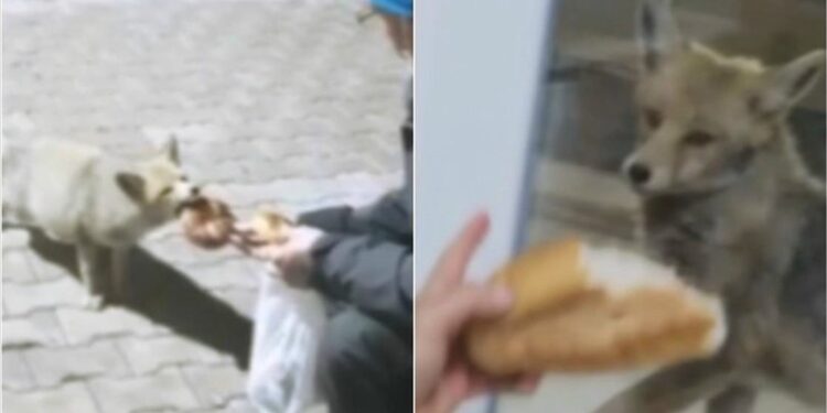 3 yıldır tilki ailesini elleriyle besliyorlar