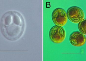 Türk bilim insanları 4 yeni parazit türü keşfetti