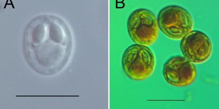 Türk bilim insanları 4 yeni parazit türü keşfetti