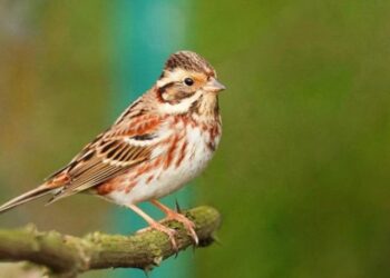 Türkiye’de sadece 8 kez görülmüştü…