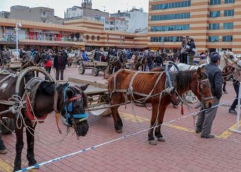 O ilçede atlara özgürlük! Yük taşımayacaklar