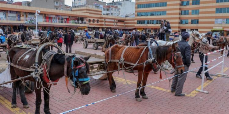 O ilçede atlara özgürlük! Yük taşımayacaklar