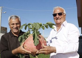 Bahçesinde yetiştirdi… Şaşkınlık yarattı