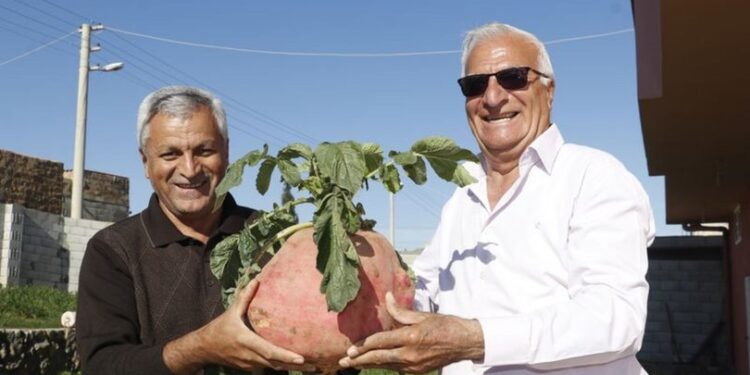 Bahçesinde yetiştirdi… Şaşkınlık yarattı