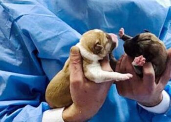 Polis memuru fark etti, 6 yavru köpek donmaktan kurtuldu