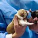 Polis memuru fark etti, 6 yavru köpek donmaktan kurtuldu