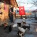 Sokak hayvanları için her gün 10 kilometre yürüyor