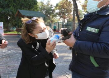 Sokak hayvanları için proje geliştiren belediyeler ödüllendirilecek