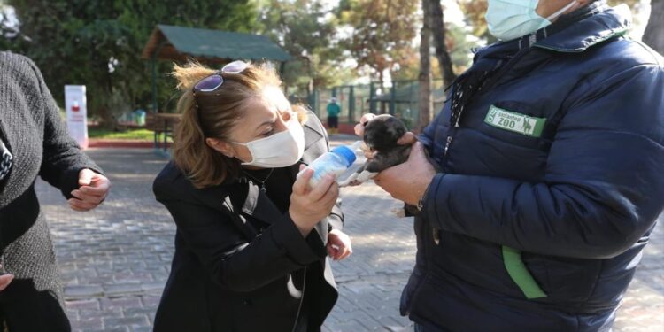 Sokak hayvanları için proje geliştiren belediyeler ödüllendirilecek
