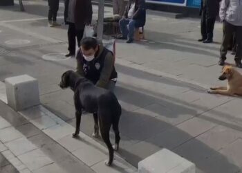 Uşak polisinden sokak hayvanları için anlamlı hareket!