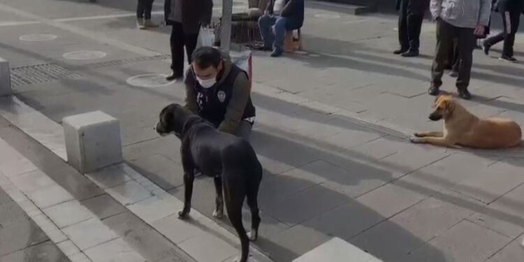 Uşak polisinden sokak hayvanları için anlamlı hareket!