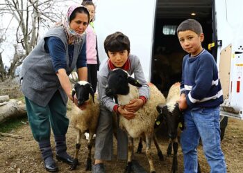 Aydın’da kadın üreticilere sakız koyunu desteği