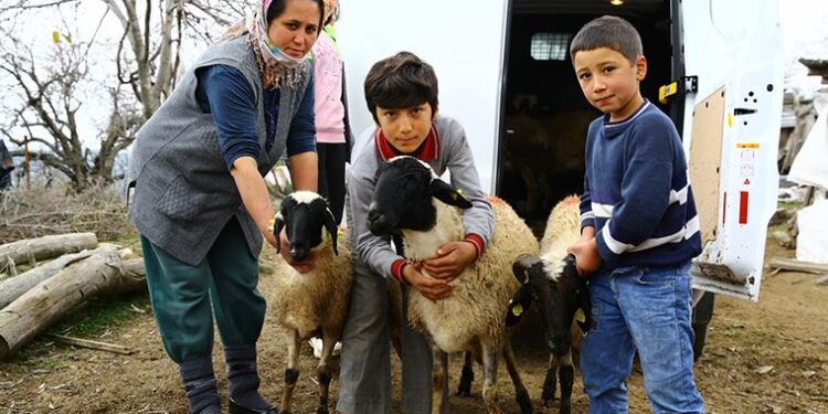 Aydın’da kadın üreticilere sakız koyunu desteği