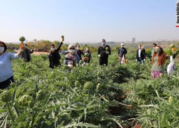 Mersin Mezitli’de 14 kadın üreticinin ‘kentsel tarım’ öyküsü