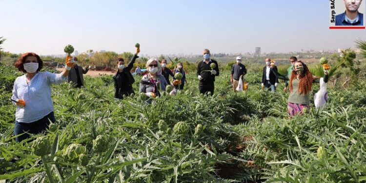 Mersin Mezitli’de 14 kadın üreticinin ‘kentsel tarım’ öyküsü