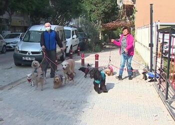 İzmirli çift, terk edilen kedi ve köpekleri sahipleniyor