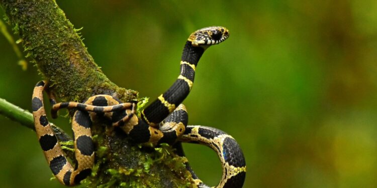 Bilim insanları 20 yeni canlı türü keşfetti
