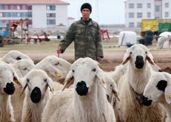 Yerli çoban sıkıntısı Afganlara istihdam sağladı