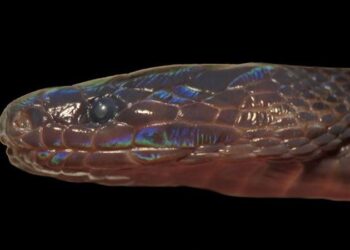 Vietnam’da yeni yılan türü keşfedildi