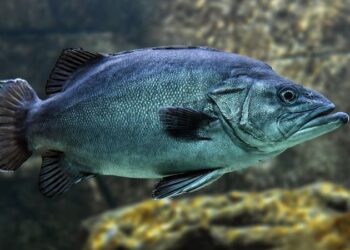 81 yaşına kadar yaşayan balık keşfedildi