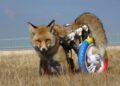 Felçli tilkiyi yürüteçle ‘ayak’landırdılar