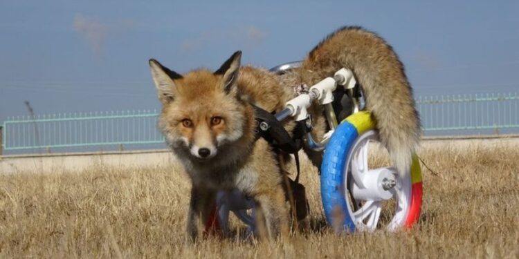 Felçli tilkiyi yürüteçle ‘ayak’landırdılar