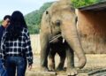 Dünyanın en yalnız fili Kaavan artık özgür