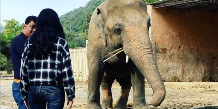 Dünyanın en yalnız fili Kaavan artık özgür