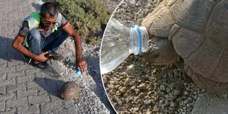 Susuzluktan bitkin düşen kaplumbağaya eliyle su içirdi