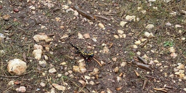 Koruma altına alınmıştı… Görüntülendi!